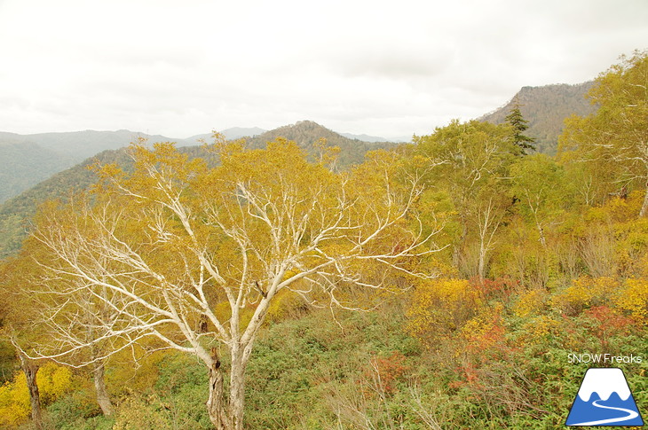 札幌国際スキー場『紅葉ゴンドラ』で紅葉の絨毯の上を♪